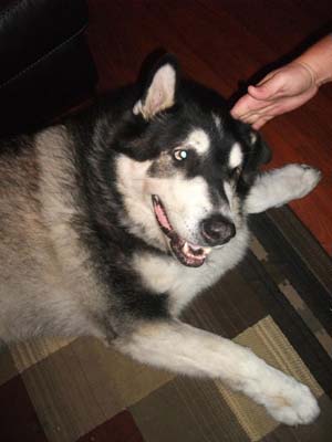 Hudons Malamutes - Panda