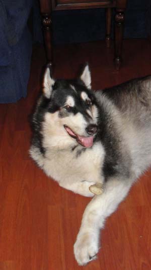 Hudons Malamutes - Panda