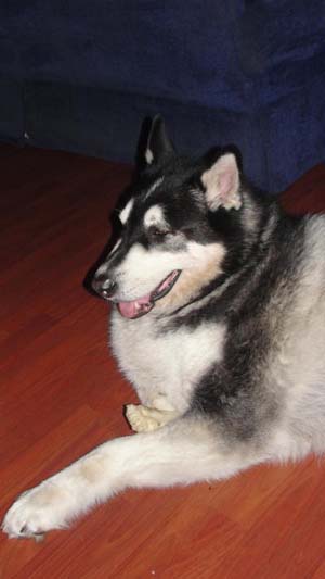 Hudons Malamutes - Panda