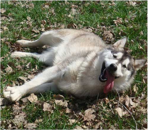 Hudsons Malamutes - Peyton 