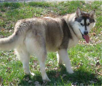 Hudsons Malamutes - Peyton 