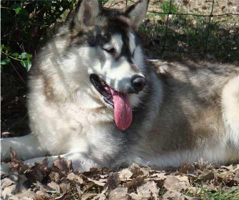 Hudsons Malamutes - Peyton 