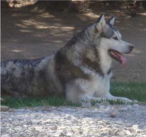 Hudsons Malamutes - Piper 