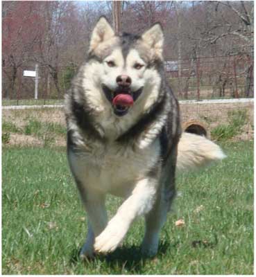 Hudsons Malamutes - Piper 