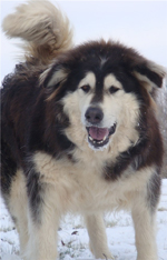 Hudsons Malamutes - Q-Qua