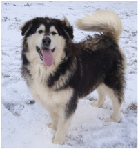 Hudsons Malamutes - Q-Qua