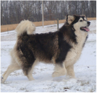 Hudsons Malamutes - Q-Qua