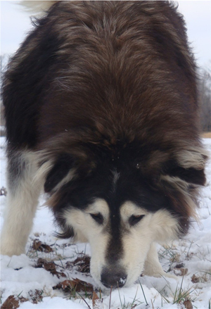 Hudsons Malamutes - Q-Qua 