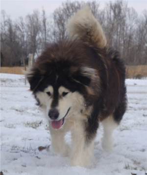 Hudsons Malamutes - Q-Qua 