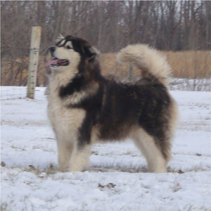 Hudsons Malamutes - Q-Qua 