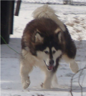 Hudsons Malamutes - Q-Qua 