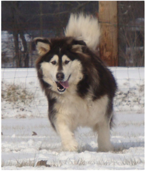 Hudsons Malamutes - Q-Qua 