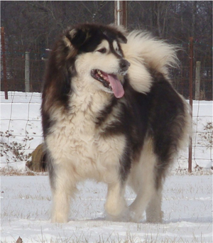 Hudsons Malamutes - Q-Qua 