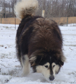 Hudsons Malamutes - Q-Qua 