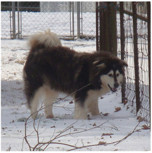 Hudsons Malamutes - Q-Qua 