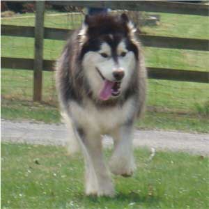 Hudsons Malamutes - Quest