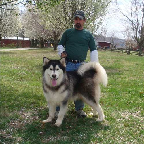 Hudsons Malamutes - Quest