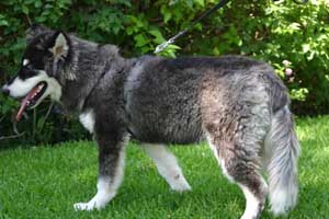 Hudsons Malamutes - Rastus