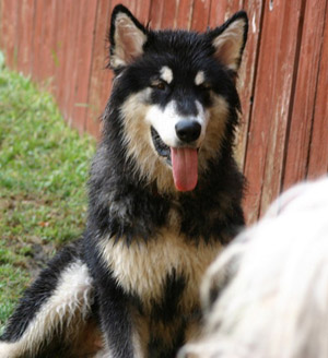 Hudsons Malamutes - Rastus