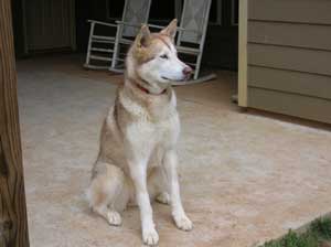 Hudsons Malamutes - Reba