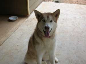 Hudsons Malamutes - Reba