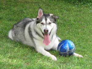 Hudons Malamutes -  Riley