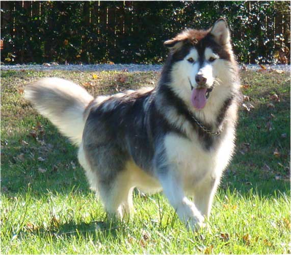 Hudsons Malamutes - Roary