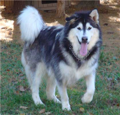 Hudsons Malamutes - Roary