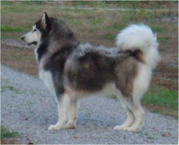 Hudsons Malamutes - Roary