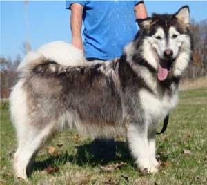 Hudsons Malamutes - Roary