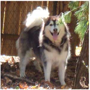 Hudsons Malamutes - Roary