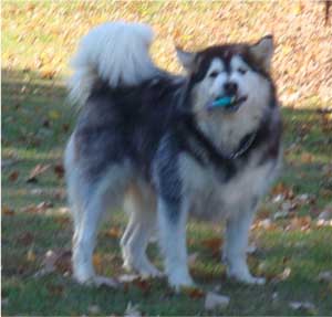 Hudsons Malamutes - Roary