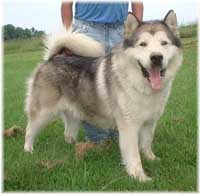 Hudsons Malamutes - Rock