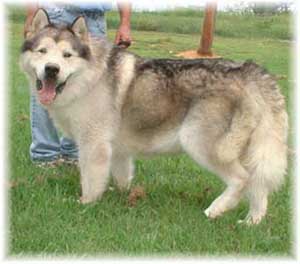 Hudsons Malamutes - Rock