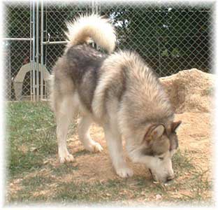 Hudsons Malamutes - Rock