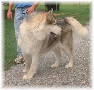 Hudsons Malamutes - Rock