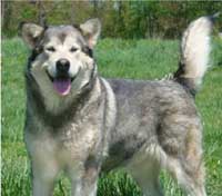 Hudsons Malamutes - Rossy