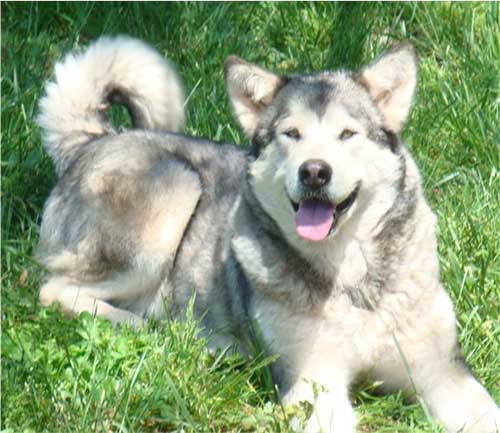 Hudsons Malamutes - Rossy