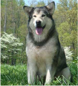 Hudsons Malamutes - Rossy