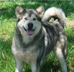 Hudsons Malamutes - Rossy