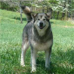 Hudsons Malamutes - Rossy