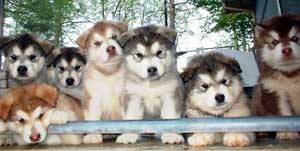 Hudsons Malamutes - Puppies, puppies, puppies - Rubys rainbow puppies!