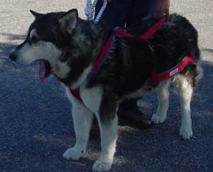 Hudsons Malamutes - Sahara father Tatonka