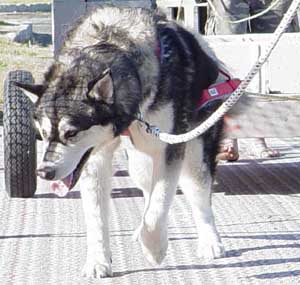 Hudsons Malamutes - Sahara father Tatonka