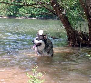 Hudsons Malamutes - The Boys Sampson - Having Fun