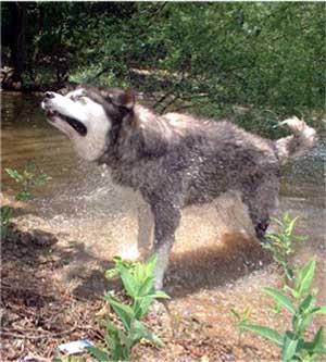 Hudsons Malamutes - The Boys Sampson - Having Fun