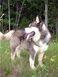 Hudsons Malamutes - The Boys Sampson - Having Fun