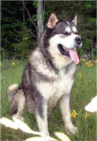 Hudsons Malamutes - The Boys Sampson - Having Fun