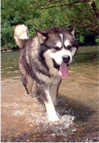 Hudsons Malamutes - The Boys Sampson - Having Fun