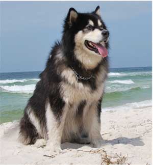 Hudsons Malamutes - Samson